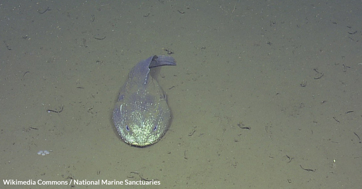 Blobfish Steals Spotlight as New Zealand's Fish of the Year