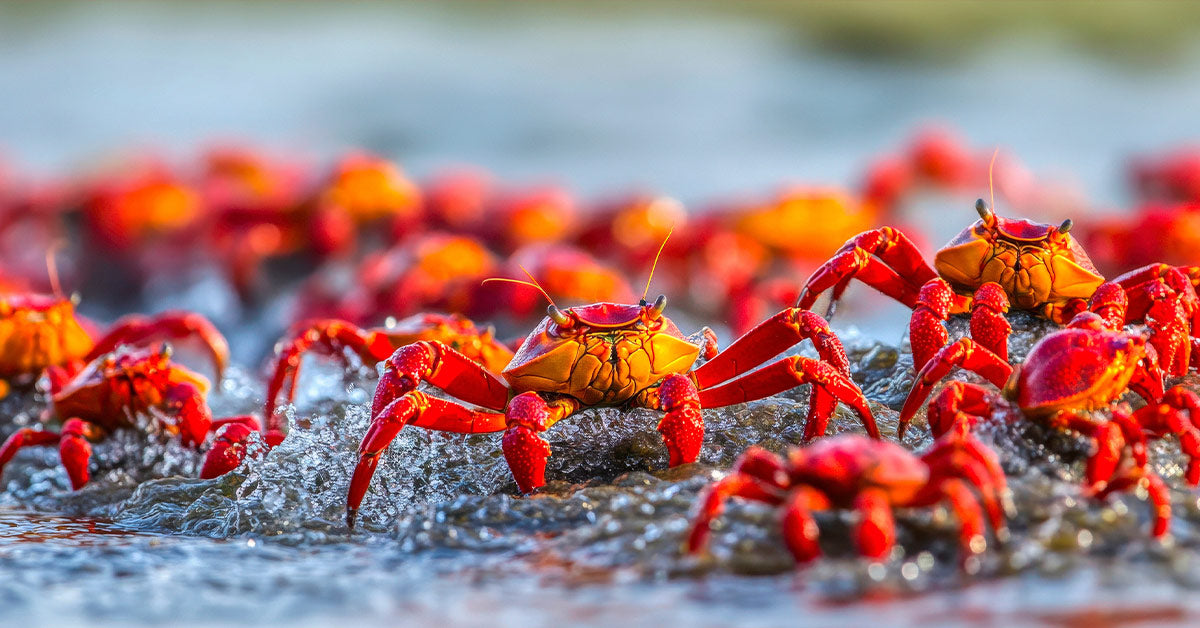 Red crabs moving through shallow water, creating splashes in a vibrant scene.