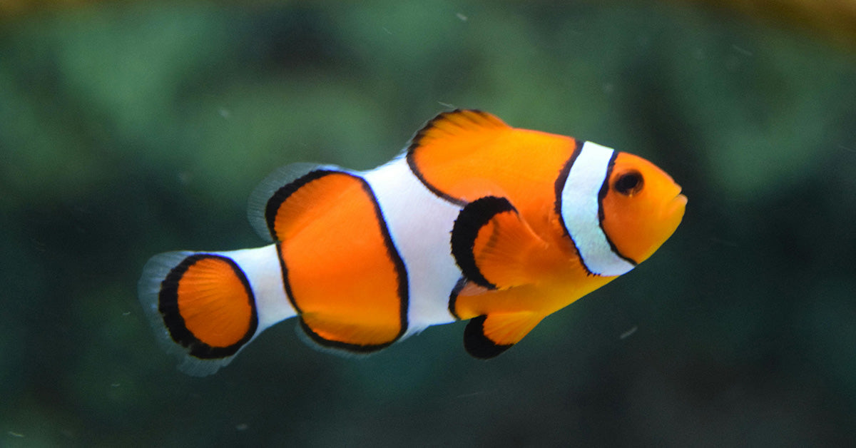 Clownfish Collapse in Size as Ocean Temperatures Break Records
