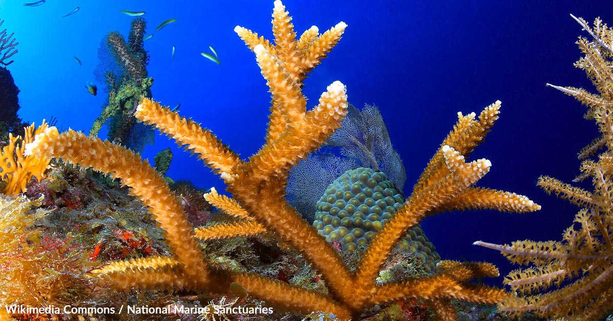 Two Coral Species Have Vanished From Florida Reefs, Leaving Coasts Exposed