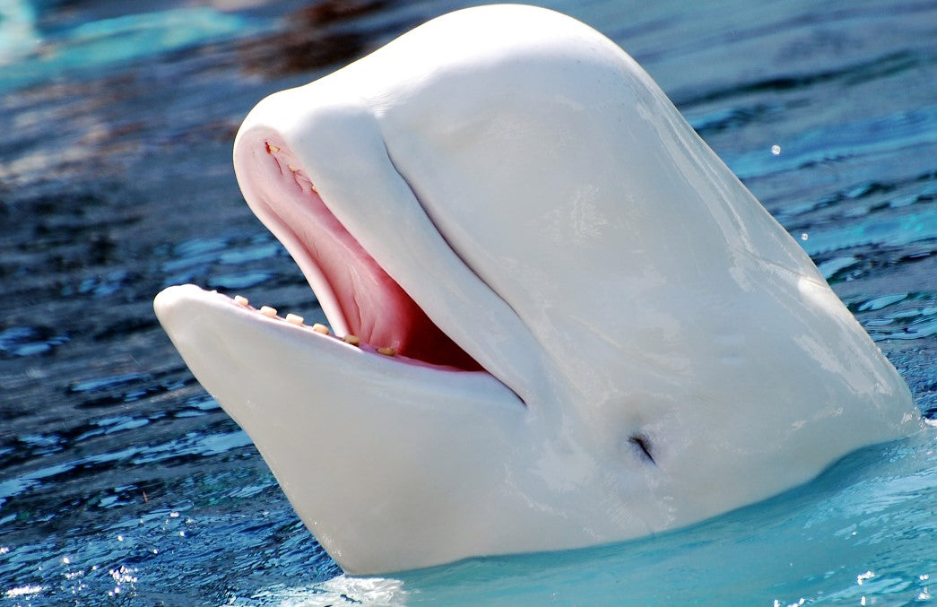 5 Fun and Interesting Facts about Beluga Whales