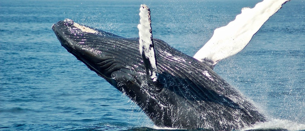 Four Fun Facts about Gray Whales: The Gentle Giant of the Ocean