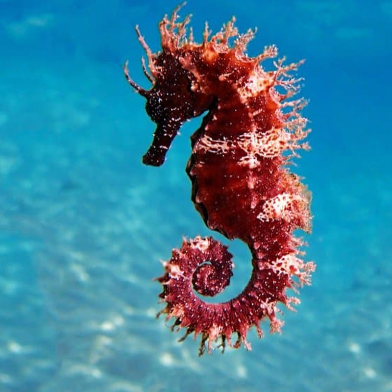 Enchanting gallery of seahorses - the unicorn of the sea!