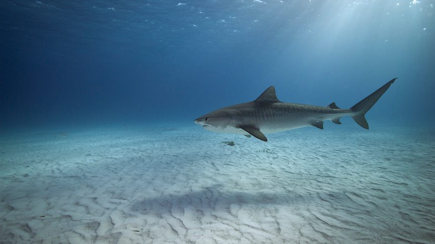 Scientists Swap Research Divers for Tiger Sharks