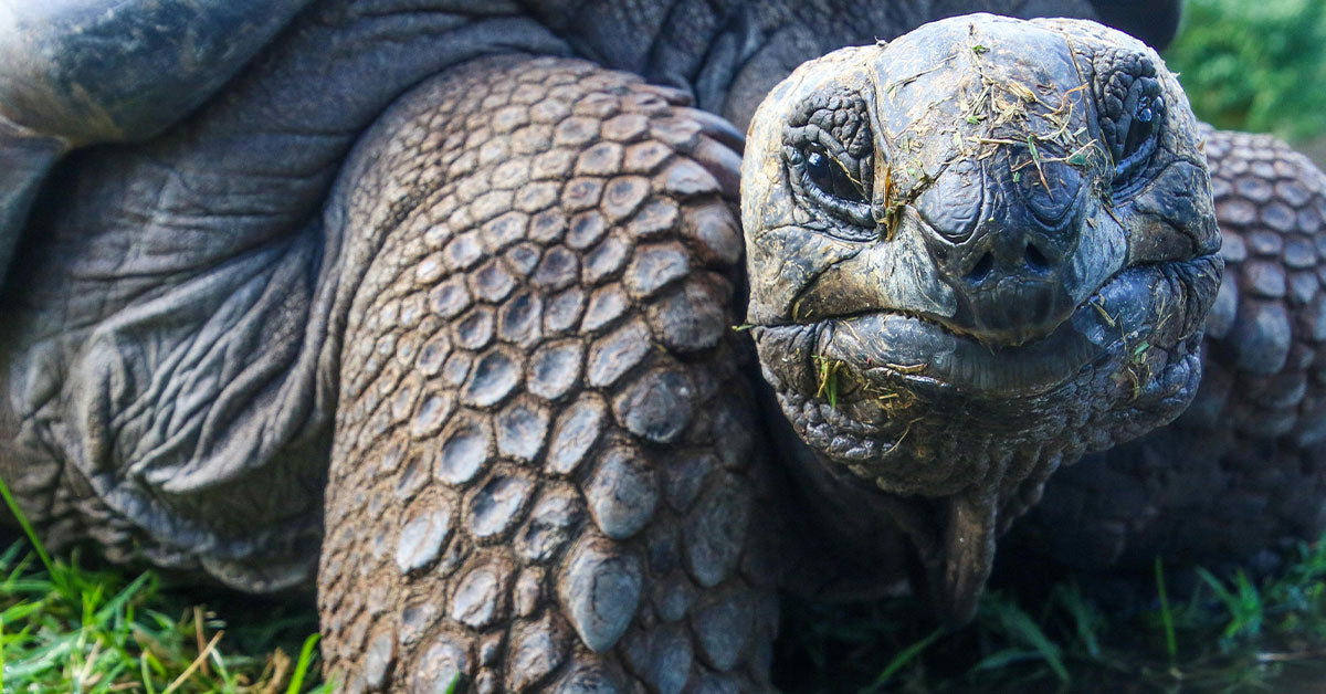 Lost Galápagos Giants Reclaim Their Island and Revive a Fragile Sea