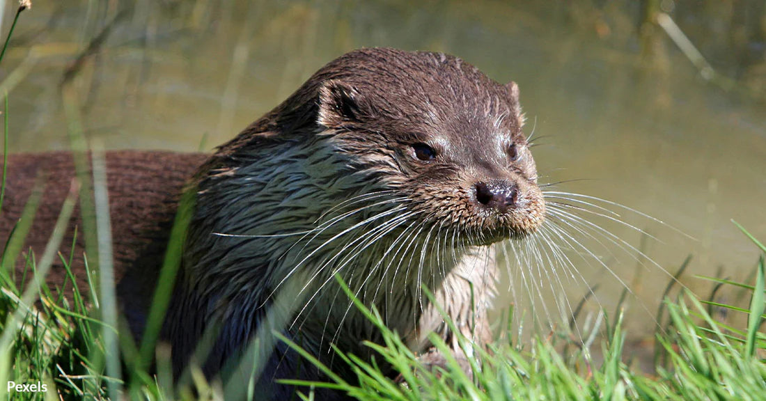 Sea Otters Save California's Kelp Forests from Extinction
