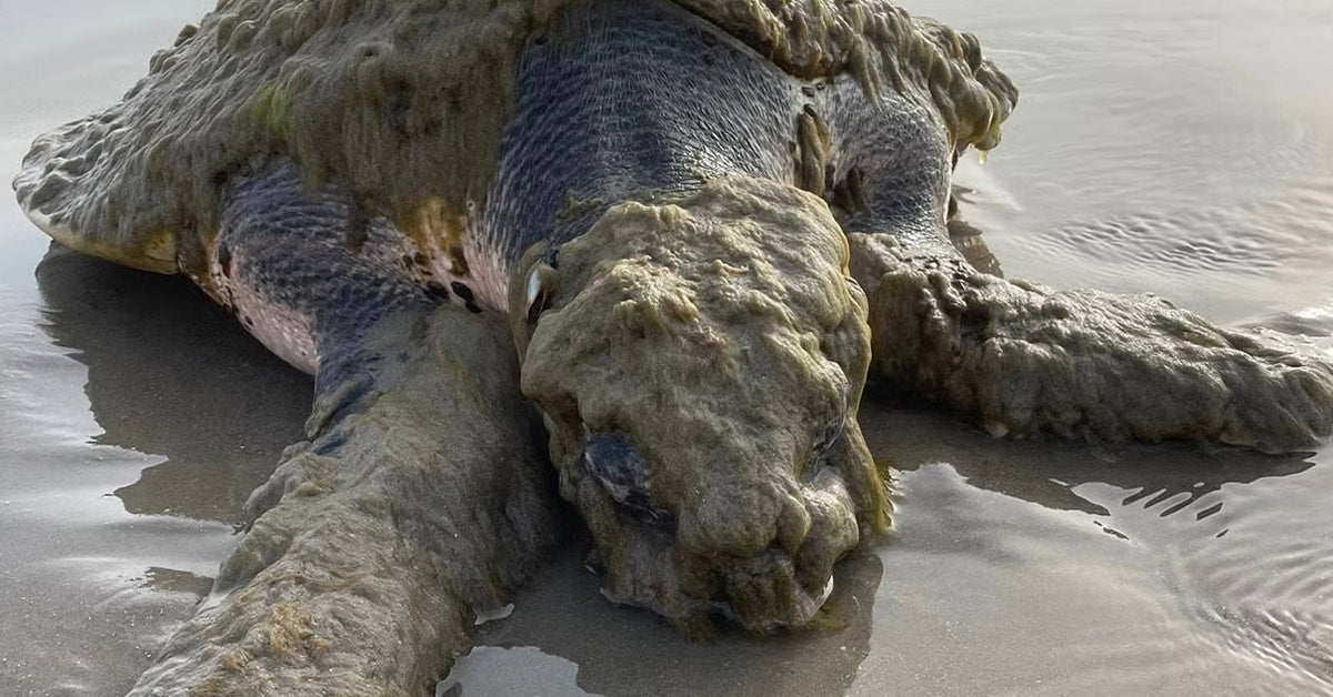 Rare Sea Turtle Fights for Life After Washing Ashore in Texas