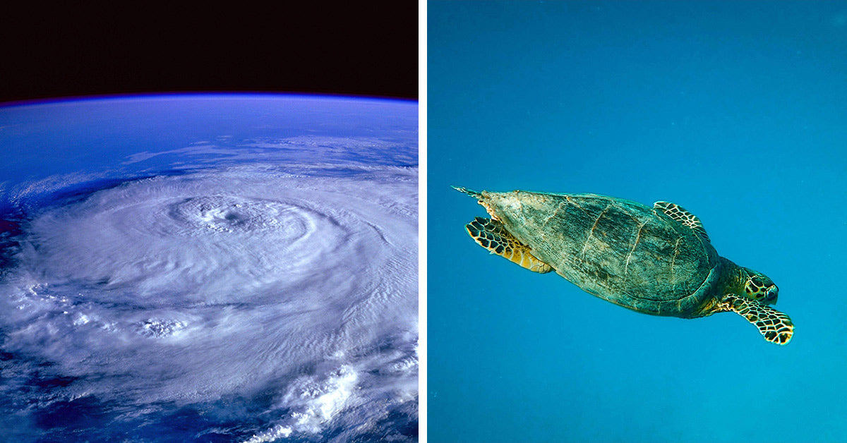 Carried by Storm Surge Tortoises Cheat Death and Find Sanctuary