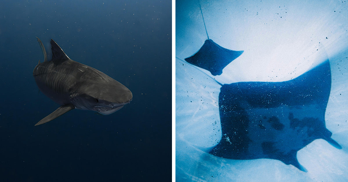 85 Nations Unite To Shield Sharks And Rays From Global Trade