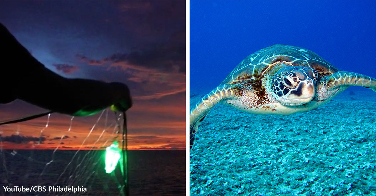 A Simple Sun-Powered Glow Is Stopping Sea Turtles From Dying in Fishing Nets