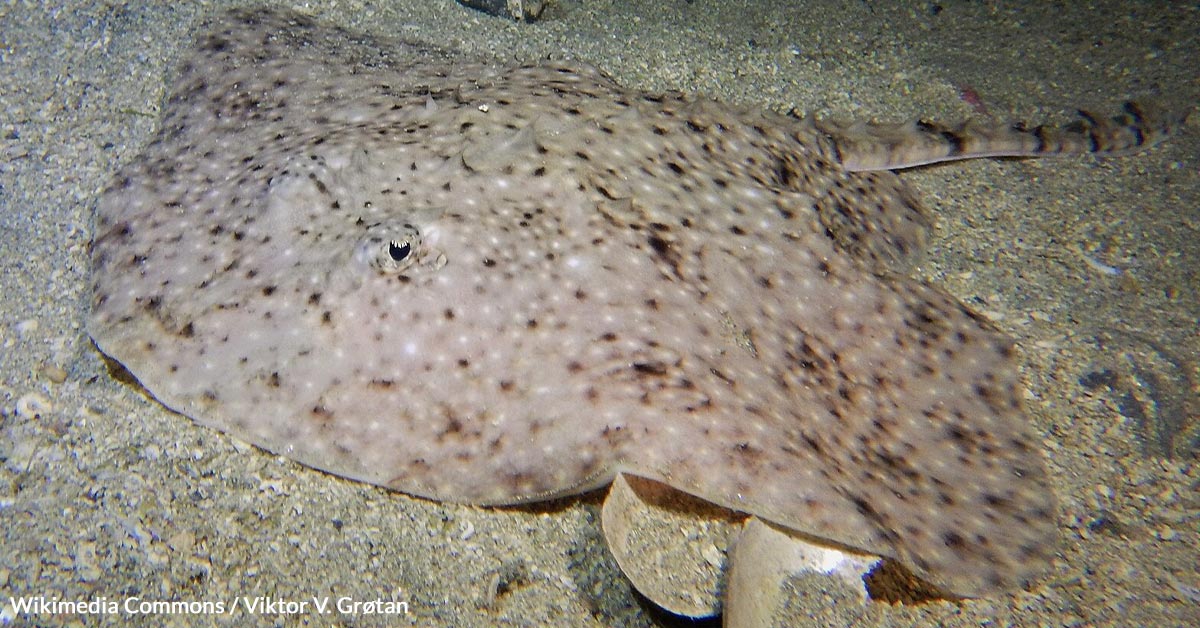Genetic Bombshell Explains Why Thorny Skates Grow in Two Drastically Different Sizes