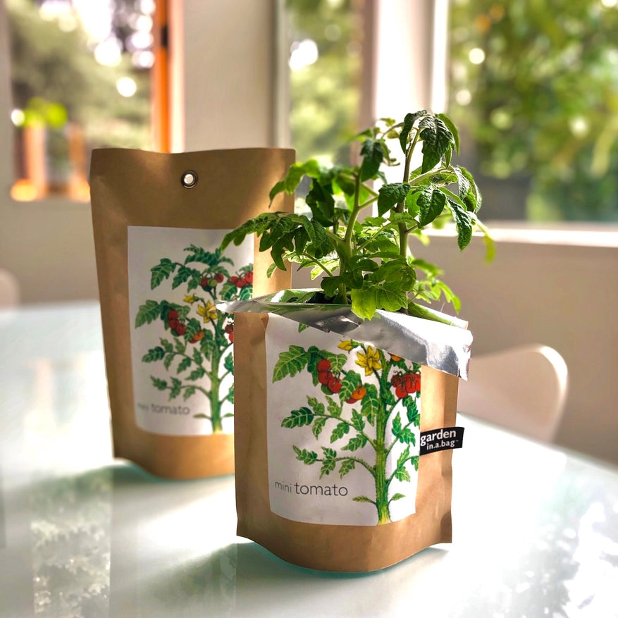 A lush "mini tomato" plant grows in a brown paper "garden in a bag" pot, with a matching pouch in the background. Both items feature a label with a botanical illustration of a tomato plant and are ready to provide a fresh, homegrown treat.
