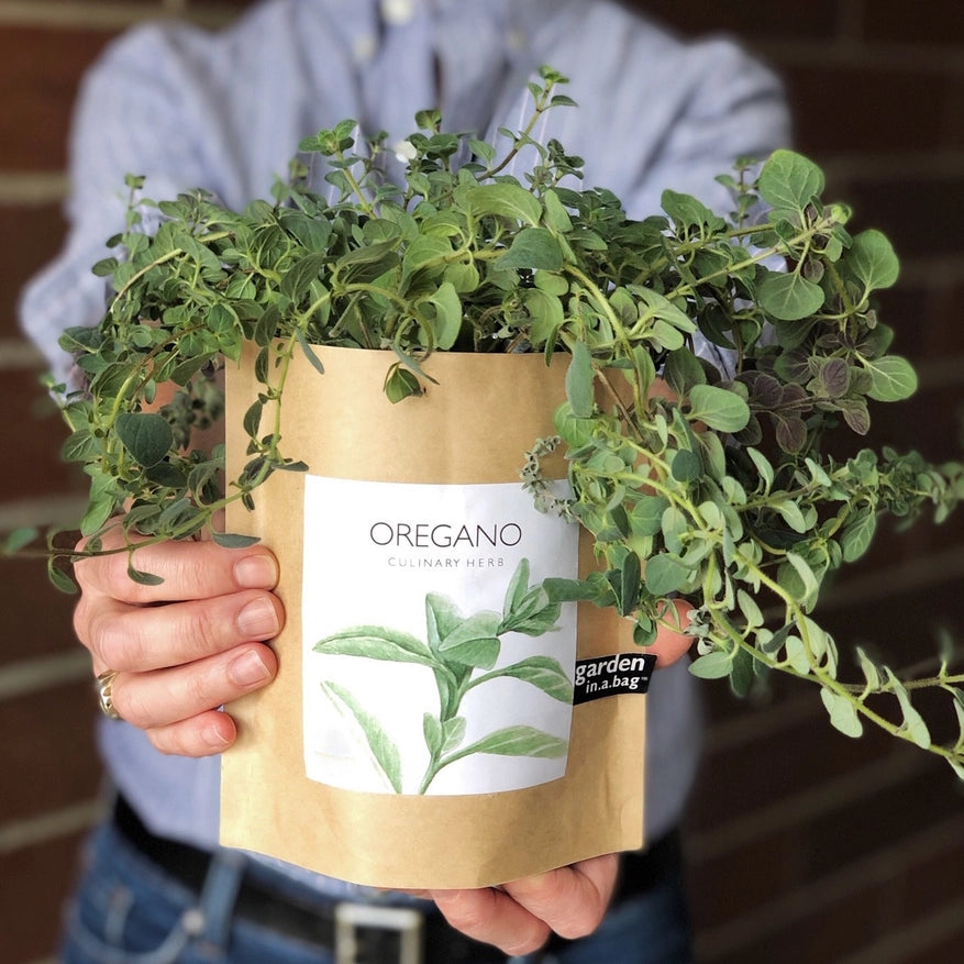 A person holds a large, sprawling oregano plant in a brown paper "garden in a bag" pot. The pot's label identifies it as "OREGANO" a "CULINARY HERB" showing how much a little plant can grow.
