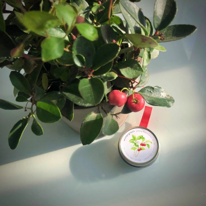 A small tin with a wintergreen label is shown next to a plant with green leaves and red berries. The tin hangs from a branch of the plant with a red ribbon.