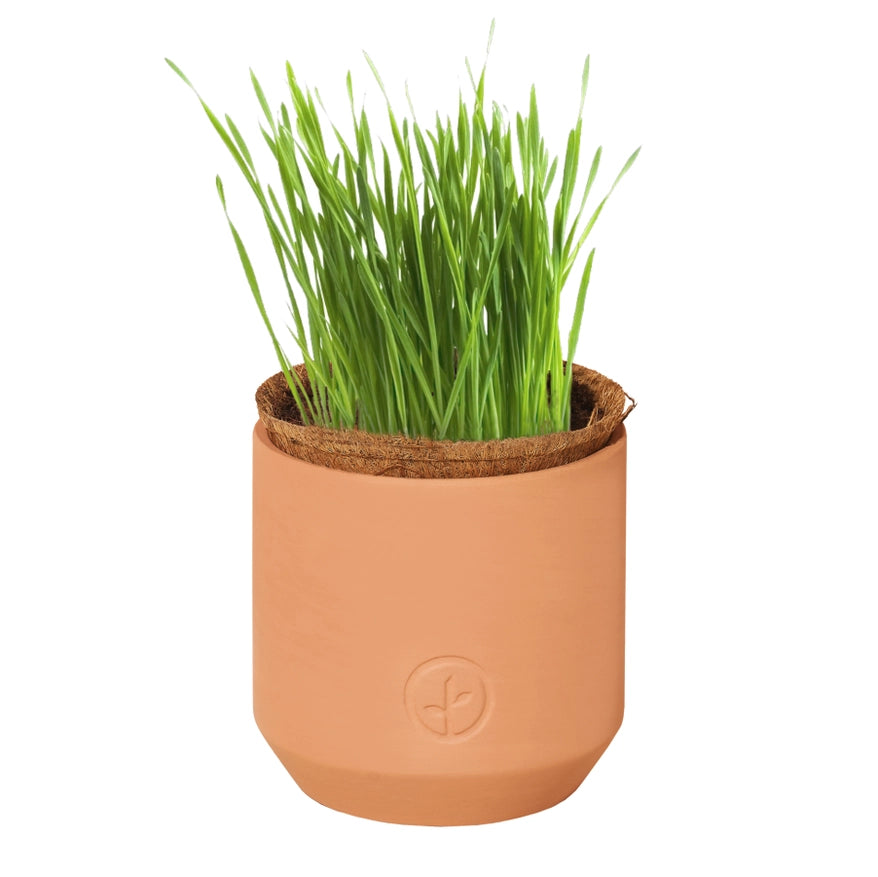 A sprouted pet-safe plant growing in a terracotta pot.
