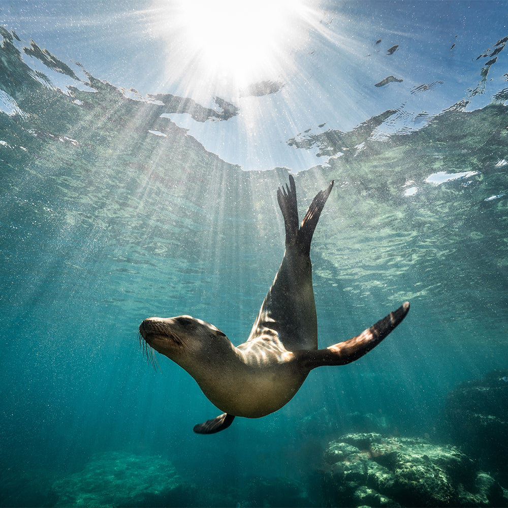 A sea lion underwater swimming with fins raised toward the water surface, sunlight streaming down through the clear blue water.