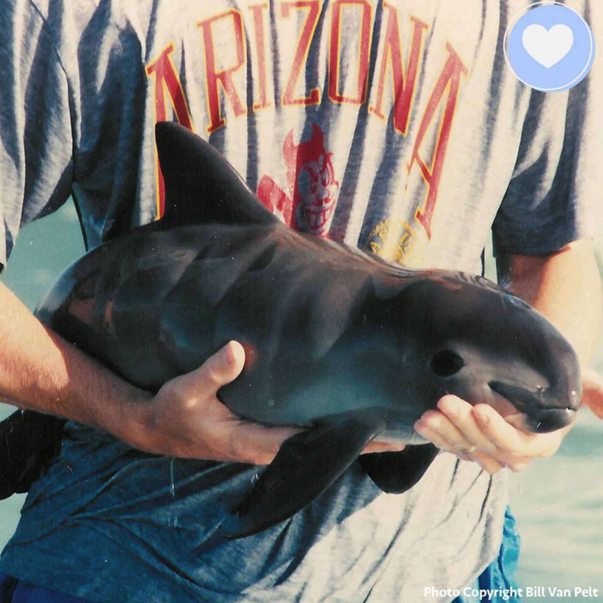 A porpoise saved from ocean debris, raising awareness about marine animals endangered by plastic pollution and entanglement. Photo by Bill van Pelt.