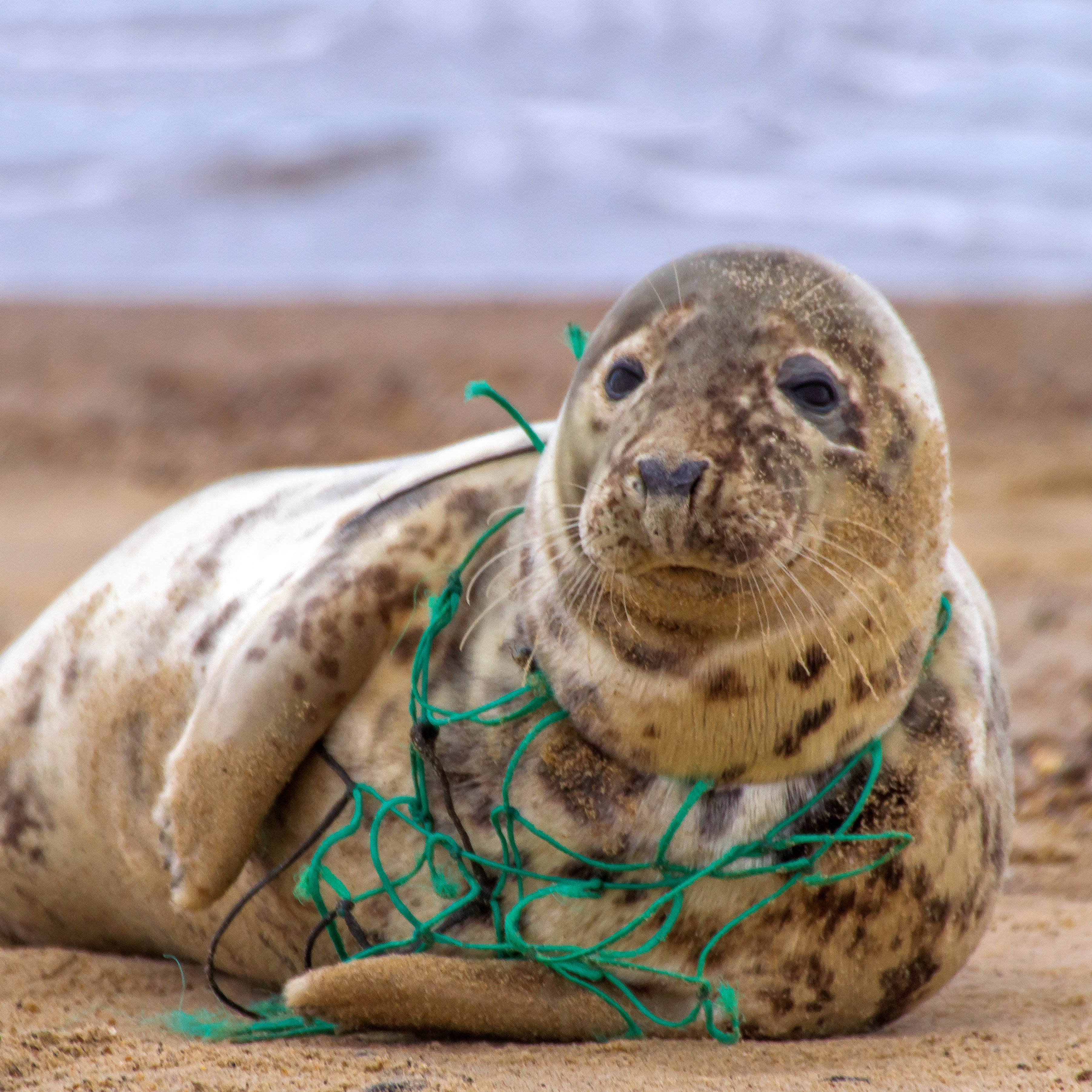 A seal lying on the sand with green plastic fishing net entangled around its body, looking toward the camera.