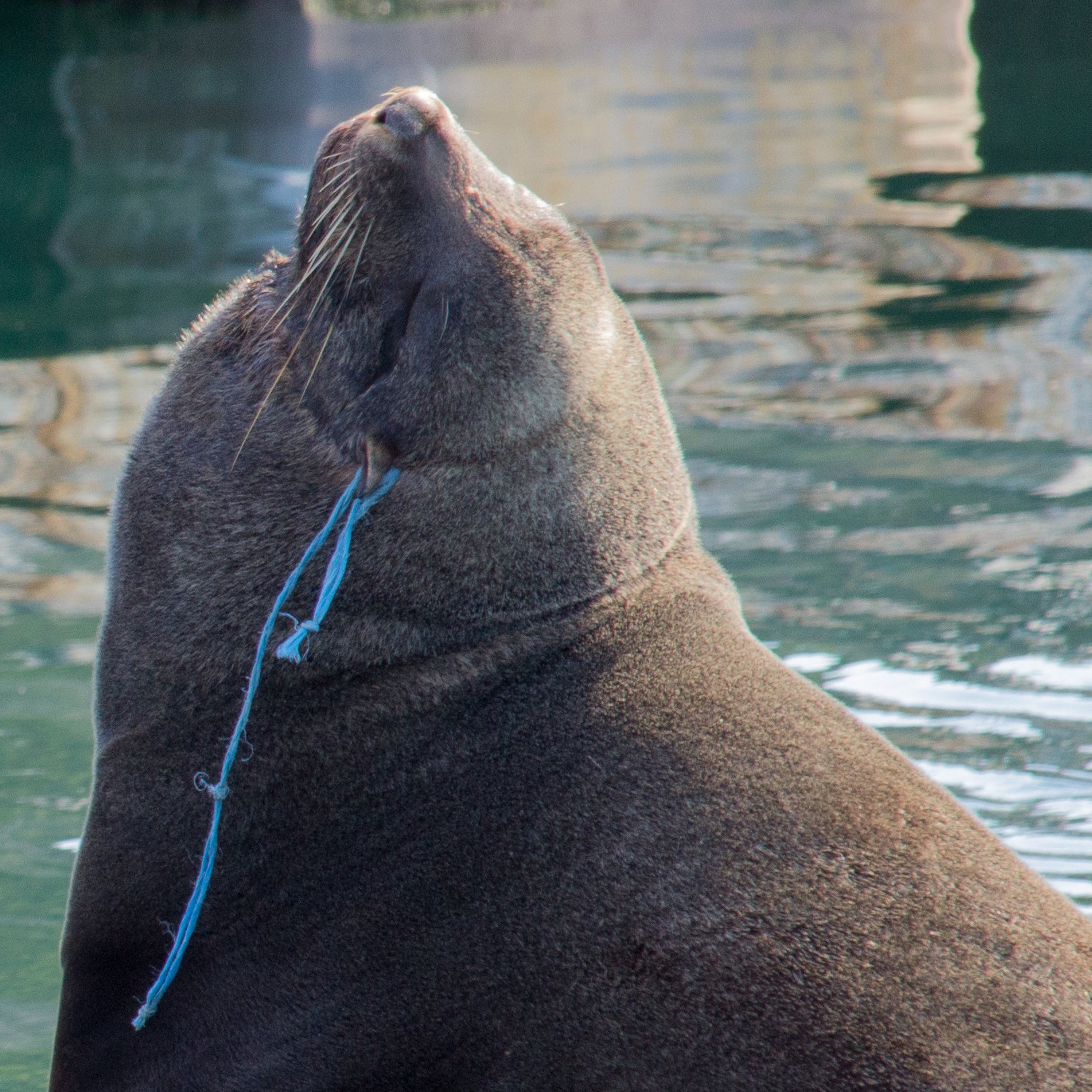 A close-up side view of a seal with a blue rope tangled around its neck, looking upward, with water in the background.