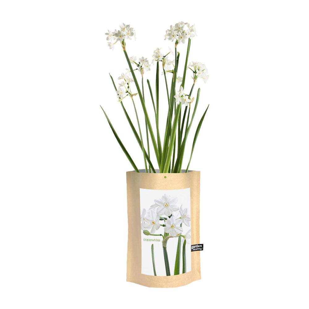 Faux floral paperwhite growing in a paper bag with a label on a white background.