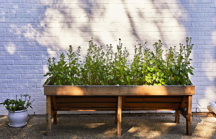 A raised wooden garden bed is now full of tall, lush green plants with small blooms demonstrating the successful growth of the garden seed pops planted earlier.