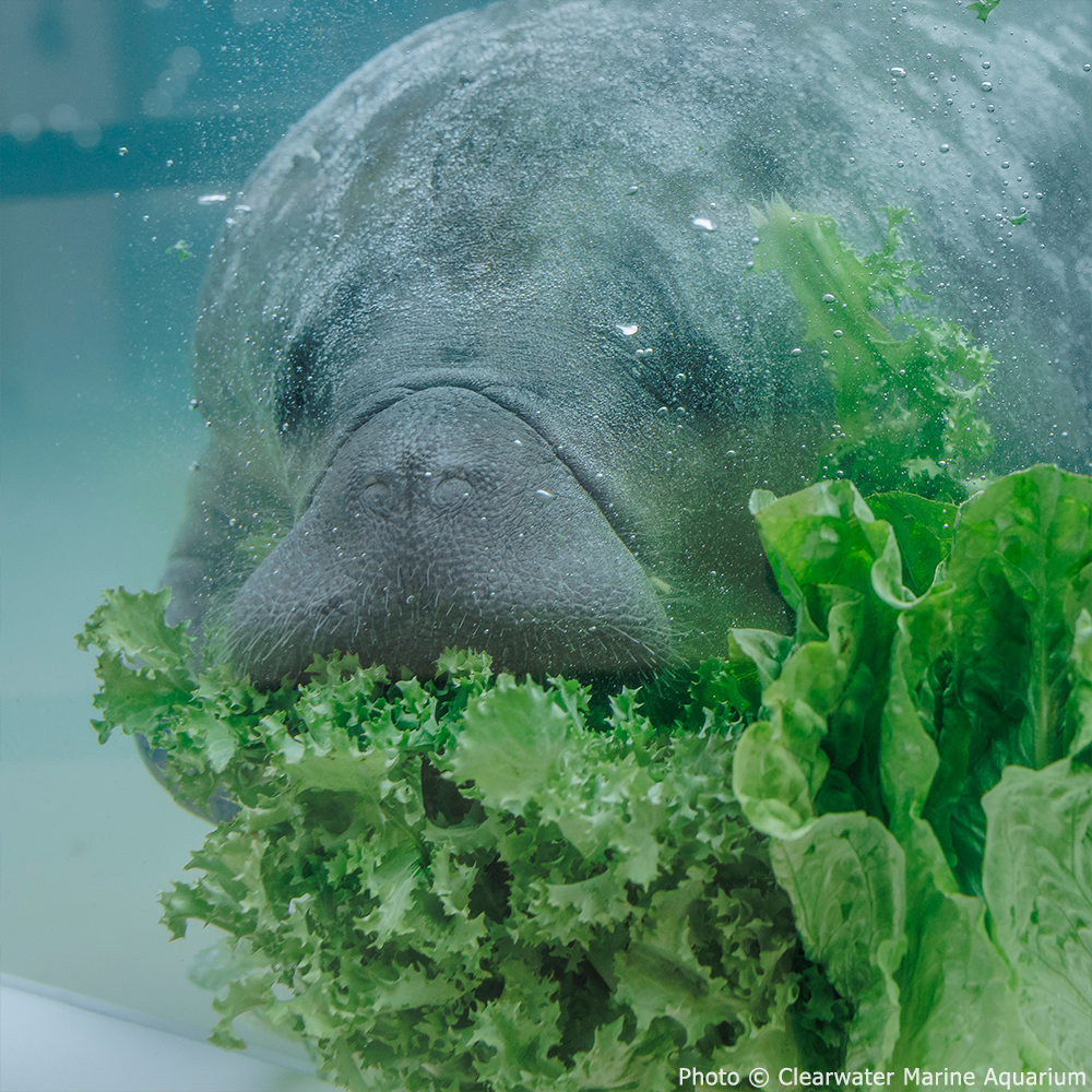 Manatee surrounded by tropical leaves, symbolizing conservation efforts to help save manatees.