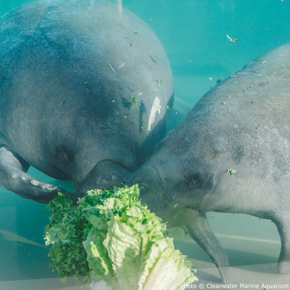 Two manatees underwater eating green leafy vegetables, viewed through clear water in an aquarium tank.