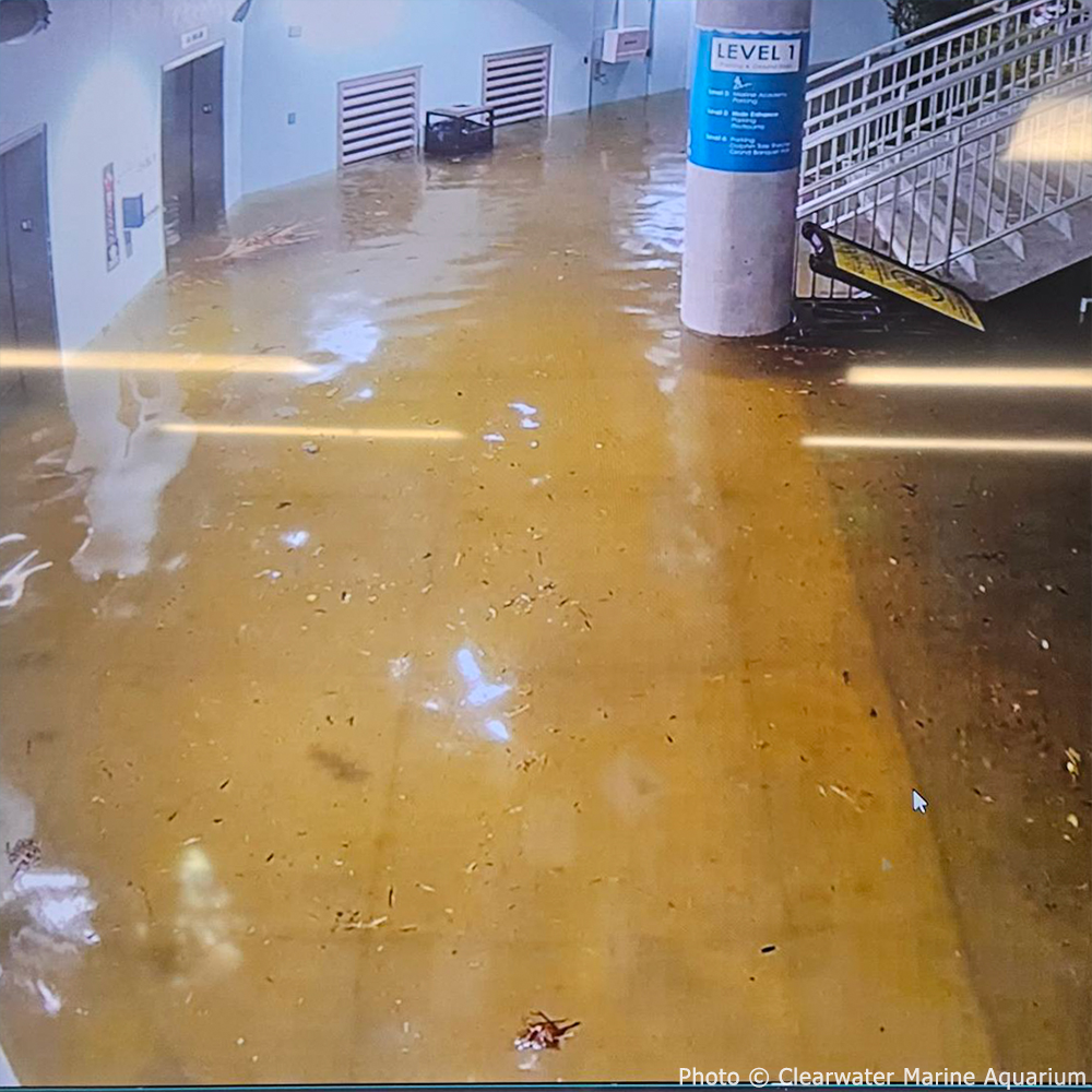 Flooded aquarium exhibit area with water covering the floor, reflections visible, "Level 1" sign on a column.