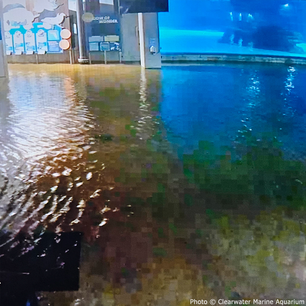 Another angle of the flooded aquarium floor, showing murky water and reflections, with some debris floating.