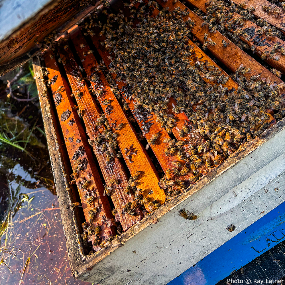 Close-up of a hive filled with bees on wooden frames, partially flooded after a storm, highlighting threats to pollinators. Photo by Ray Latner.