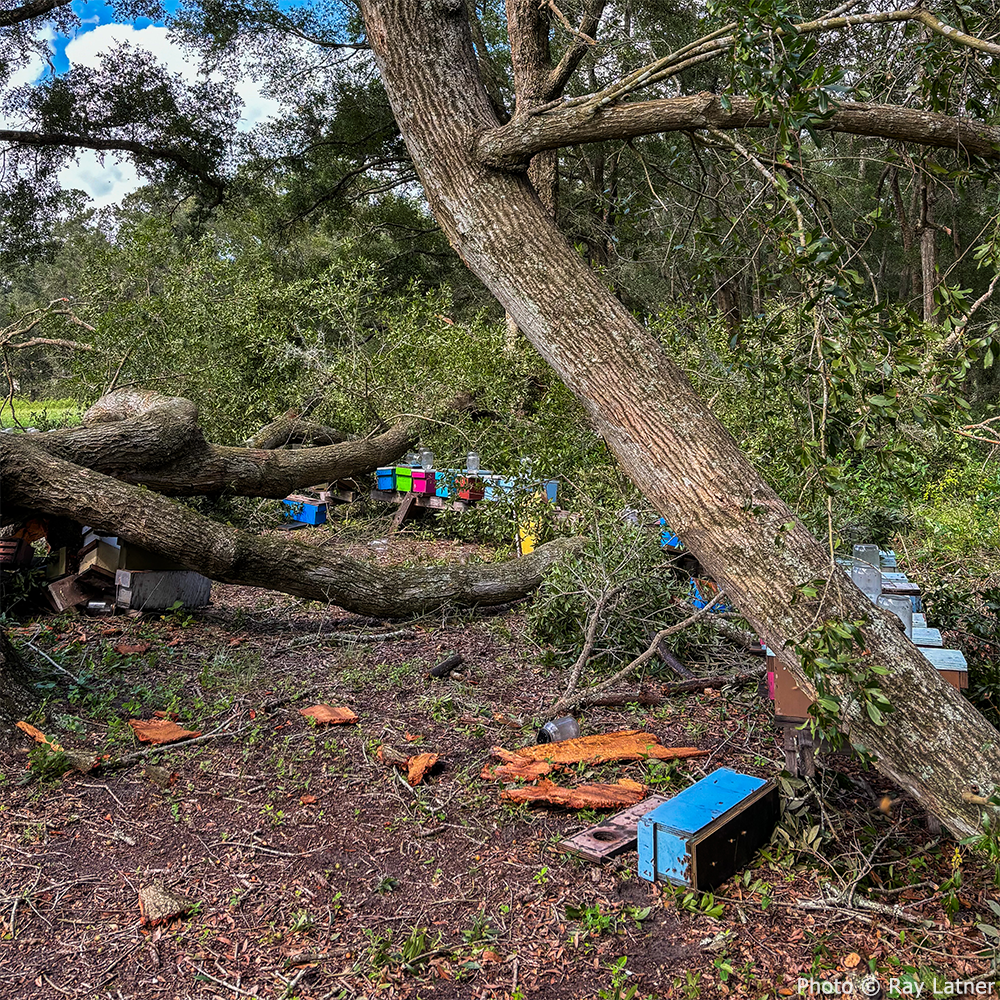 A fallen tree lies across a field of beehives, many knocked over or damaged by the storm, showing the vulnerability of pollinators. Photo by Ray Latner.