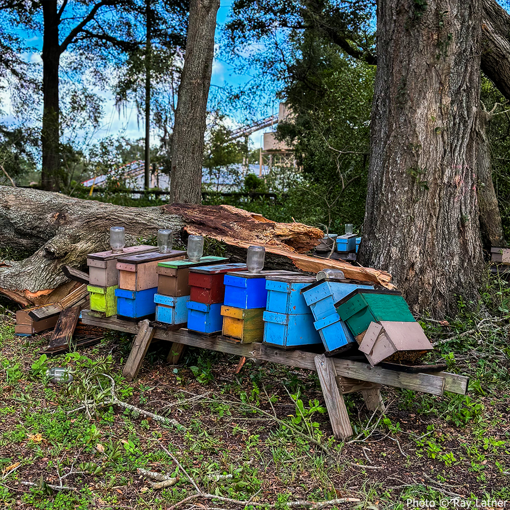 Colorful beehives damaged by a fallen tree in a wooded area, illustrating the impact of storms on pollinators and the need for post-disaster support.