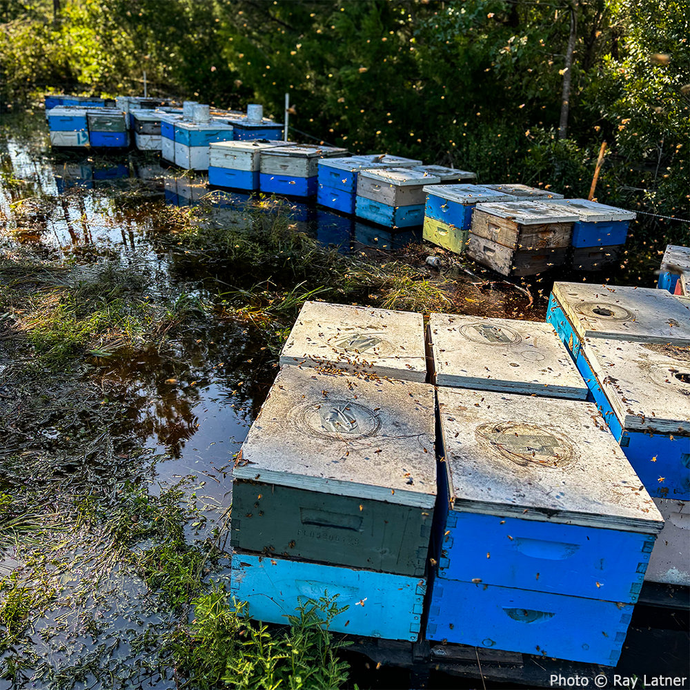 Rows of colorful beehives surrounded by standing water and flying bees after flooding, showing pollinator resilience. Photo by Ray Latner.
