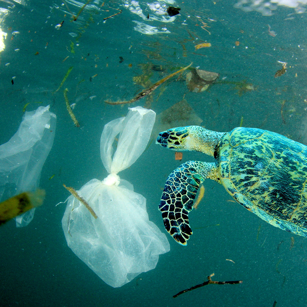 Help Save Our Oceans