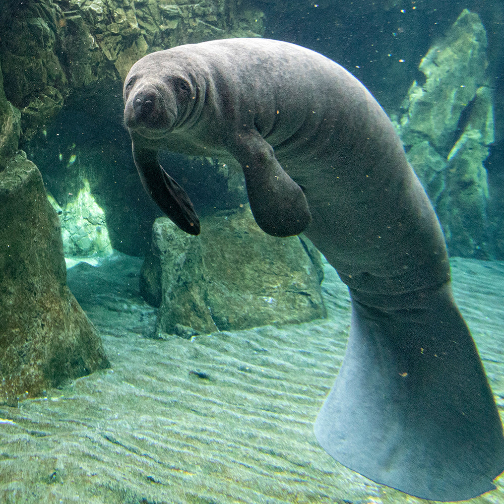 Help Save Rehabilitated Manatees