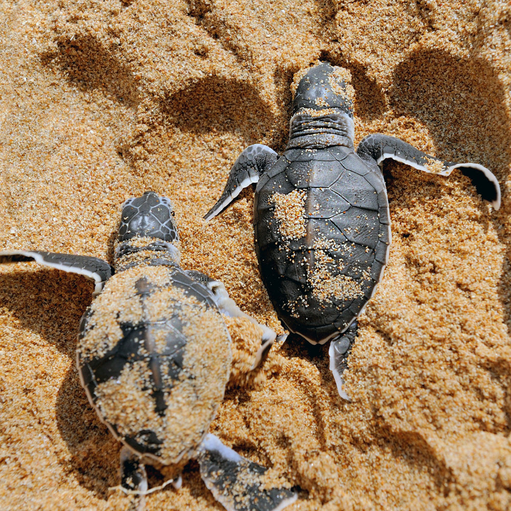 Species on the Brink: Help Save the Sea Turtle