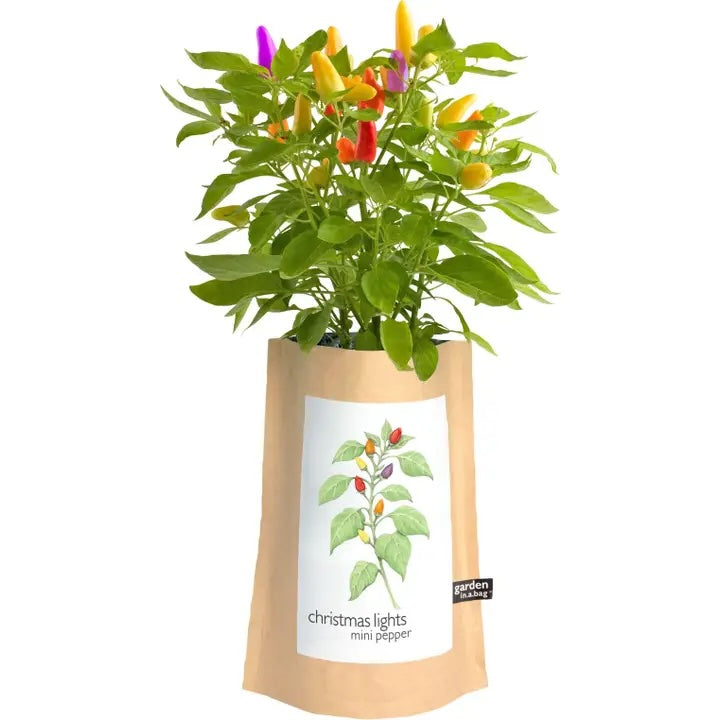 A festive "christmas lights mini pepper" plant with peppers in red, yellow, orange, and purple grows in a brown paper "garden in a bag" pot. The pot's label features a beautiful drawing of the colorful plant.