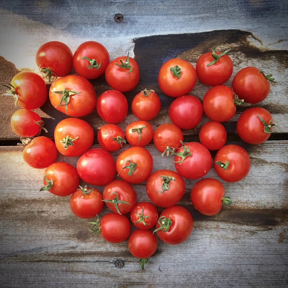 A collection of fresh red tomatoes harvested from a "garden in a bag" pot of various sizes is arranged into a heart shape.