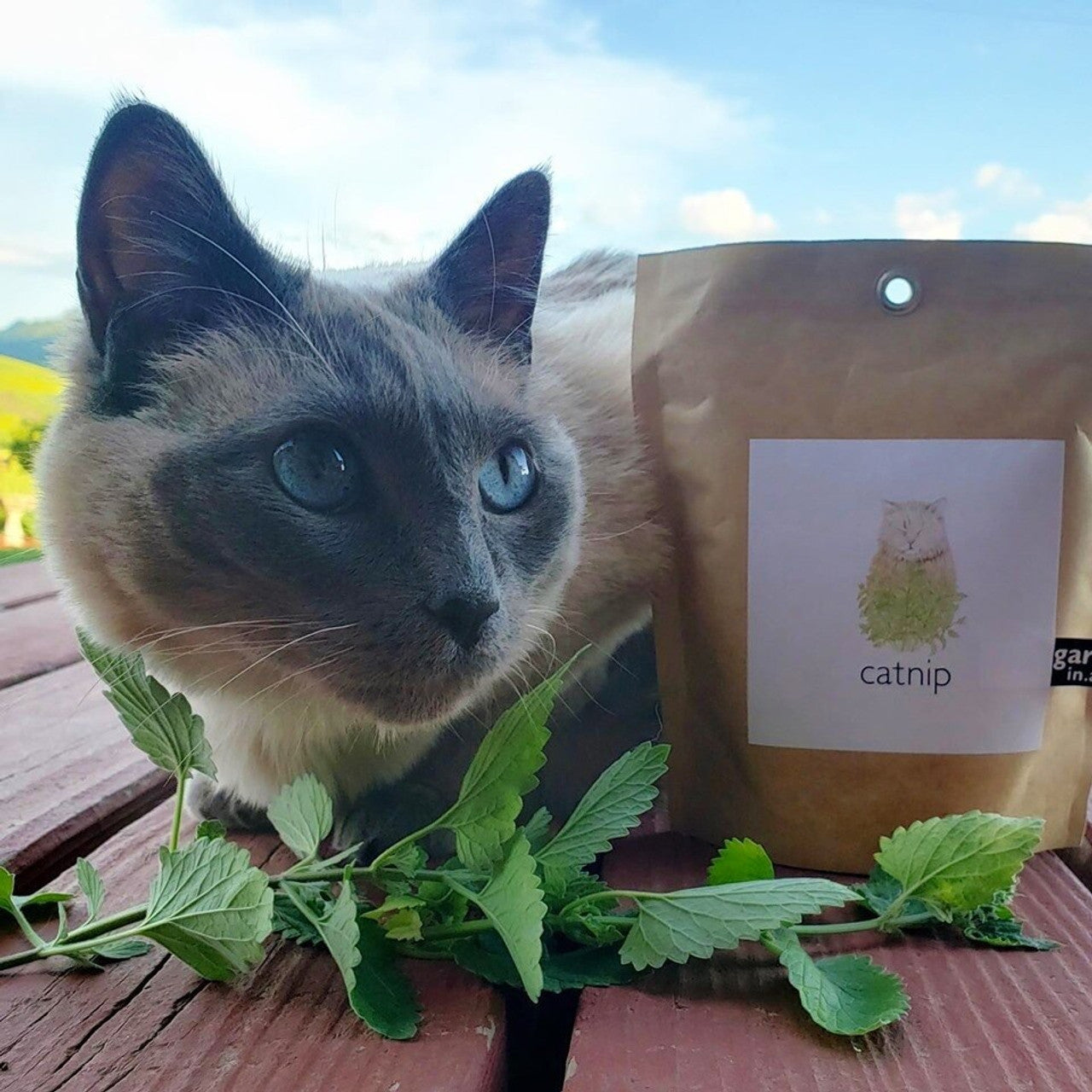 A beautiful blue-eyed Siamese cat is shown next to a "garden in a bag" catnip pouch, eagerly sniffing at fresh catnip leaves.