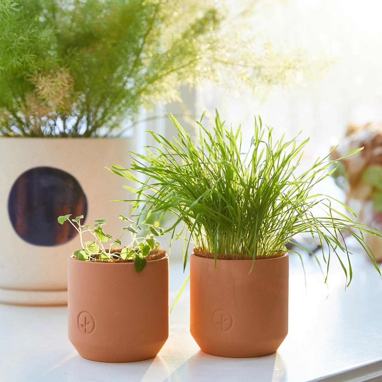 Two sprouted pet-safe plants growing in terracotta pots placed on a windowsill with natural light in the background.