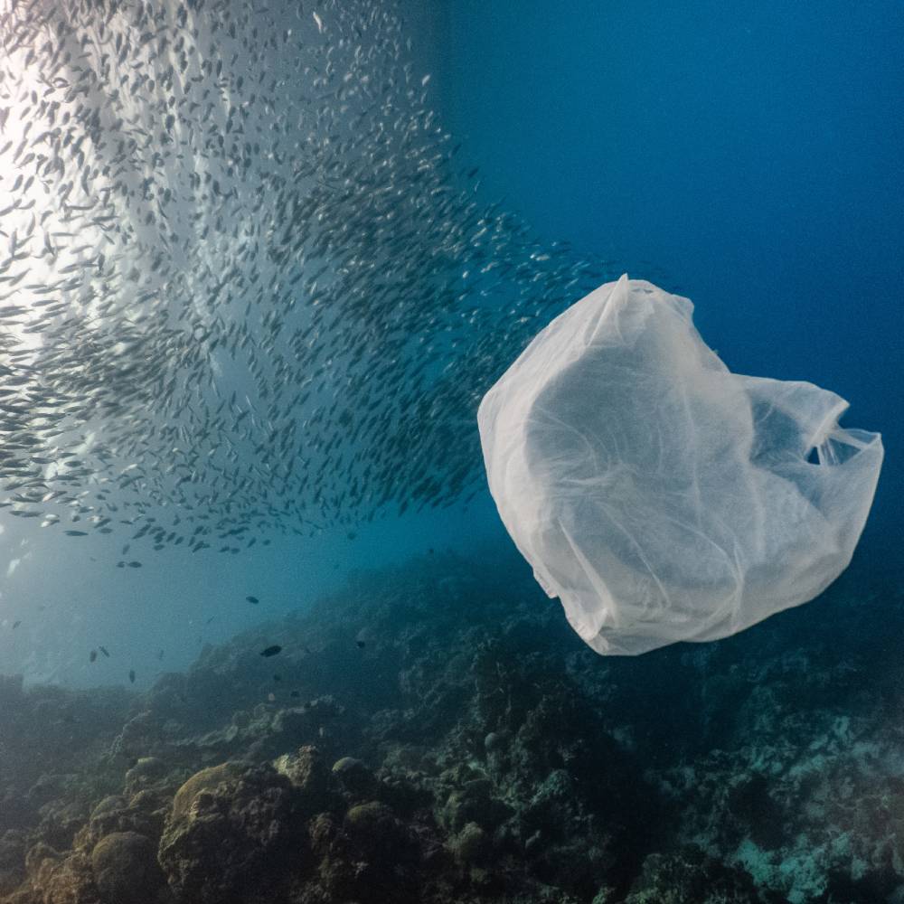 Help Save Our Oceans | Free the Ocean
