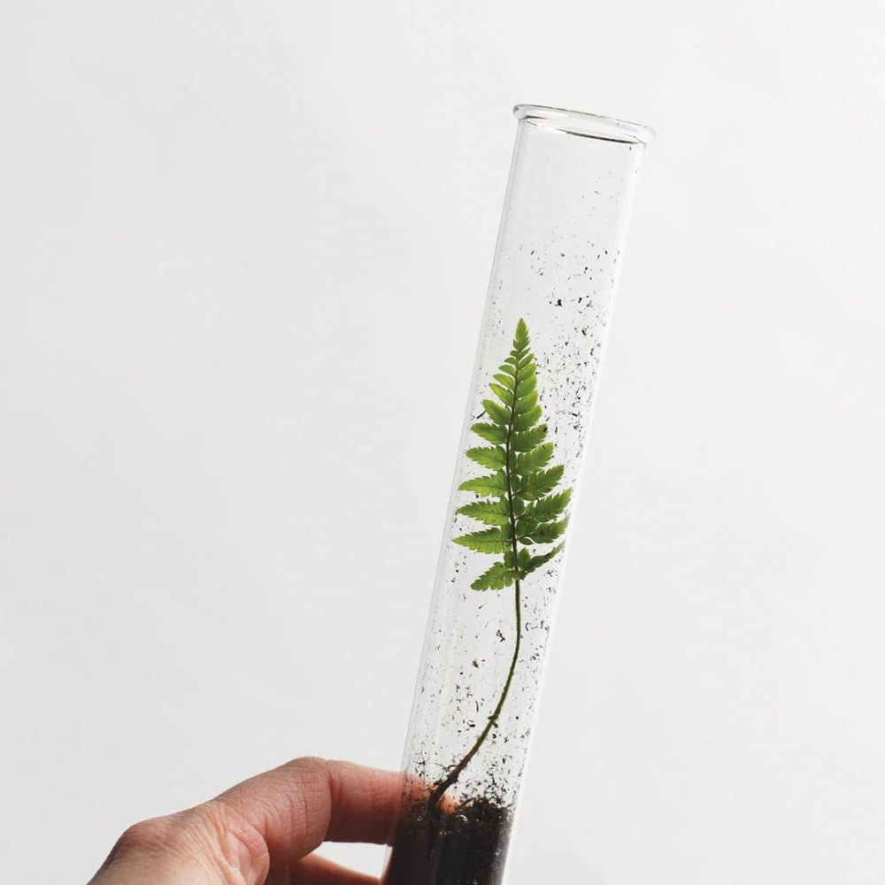 Hand holding a transparent glass tube containing a small plant, designed to be repurposed as a terrarium or vase.