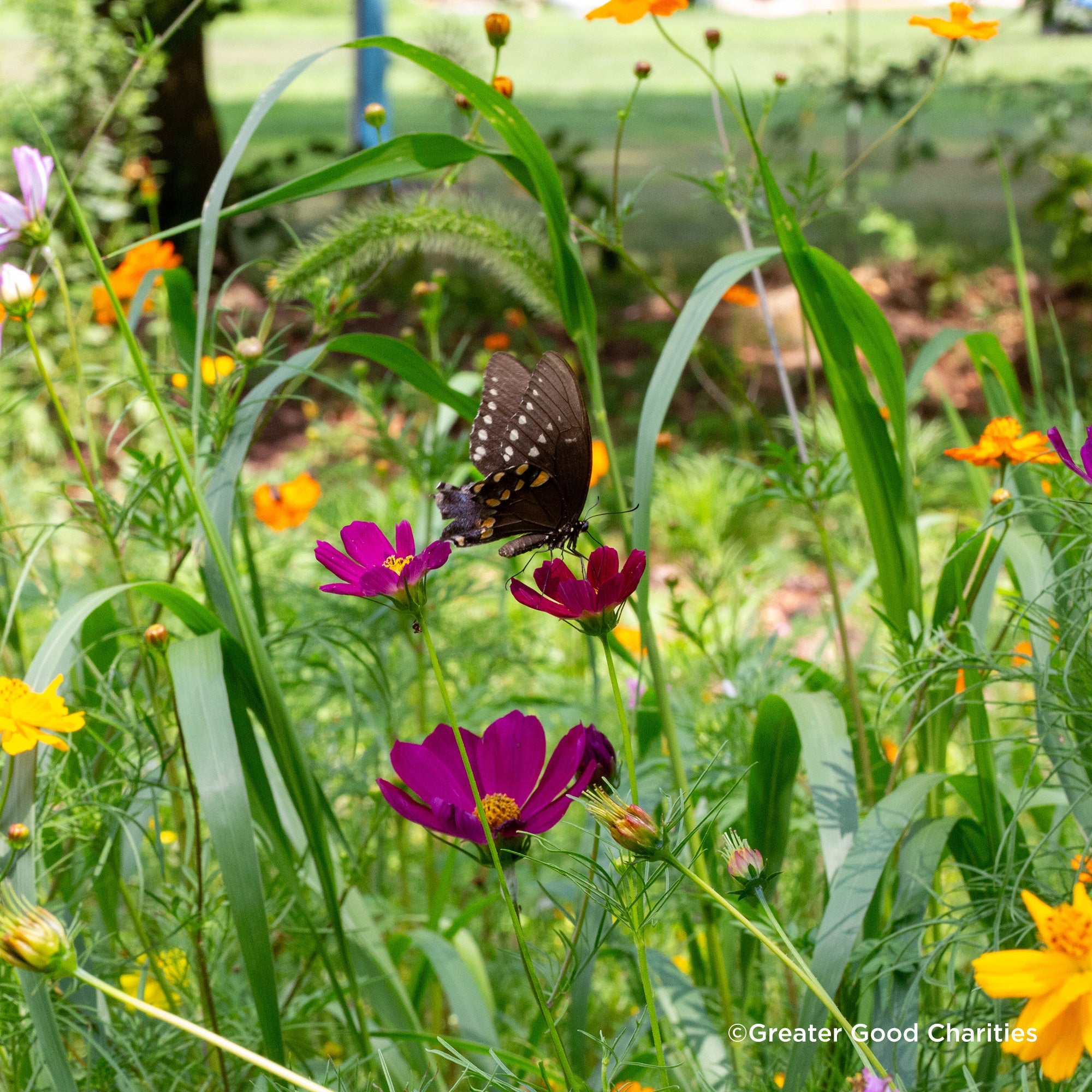 Plant Flowers to Save Bees & Other Natural Wildlife