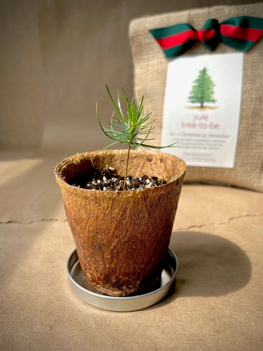 A tiny evergreen sapling with thin needles sprouts from a brown fiber pot resting in a small metal saucer. The burlap "yule tree to be" kit is visible in the soft background.