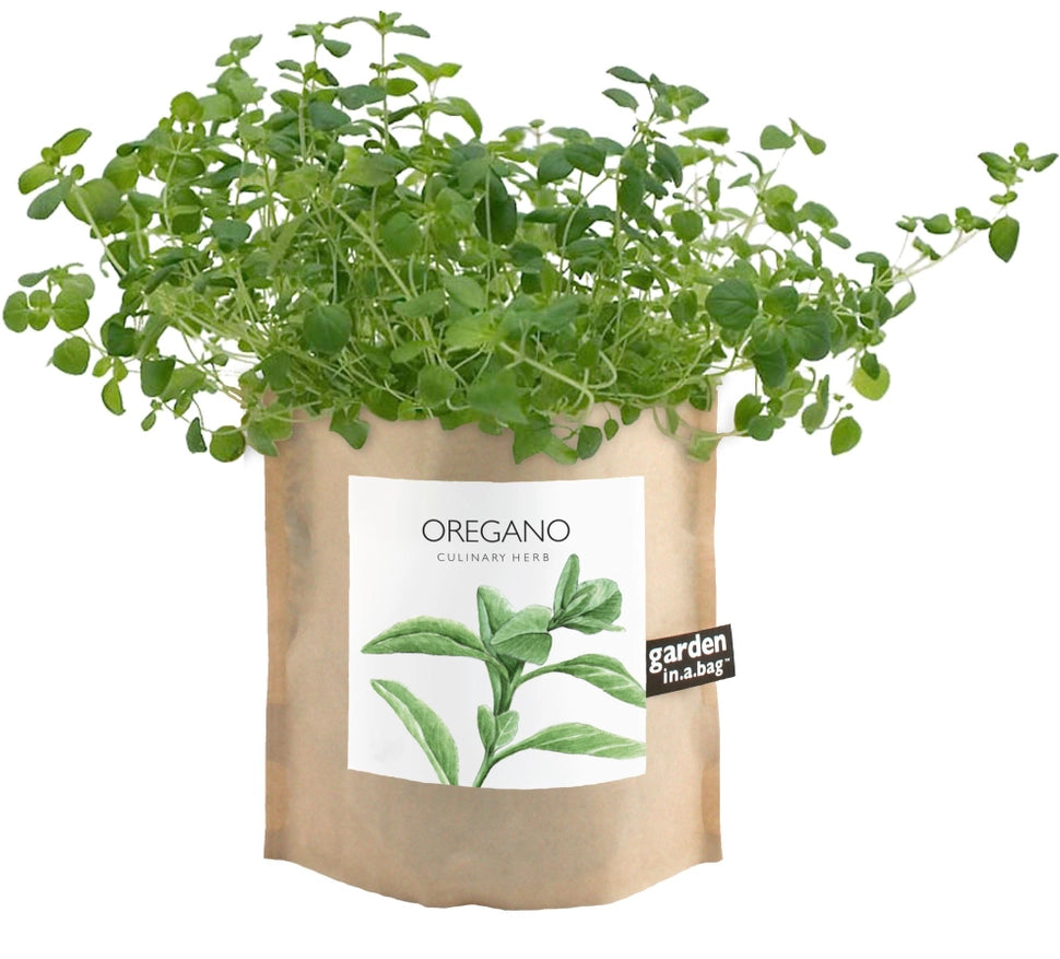 A lush oregano plant grows in a brown paper "garden in a bag" pot. The pot's label features a beautiful illustration of the herb and identifies it as "OREGANO", a "CULINARY HERB".