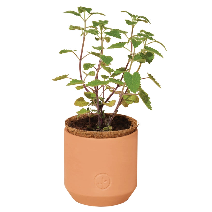 A sprouted pet-safe plant growing in the terracotta pot.