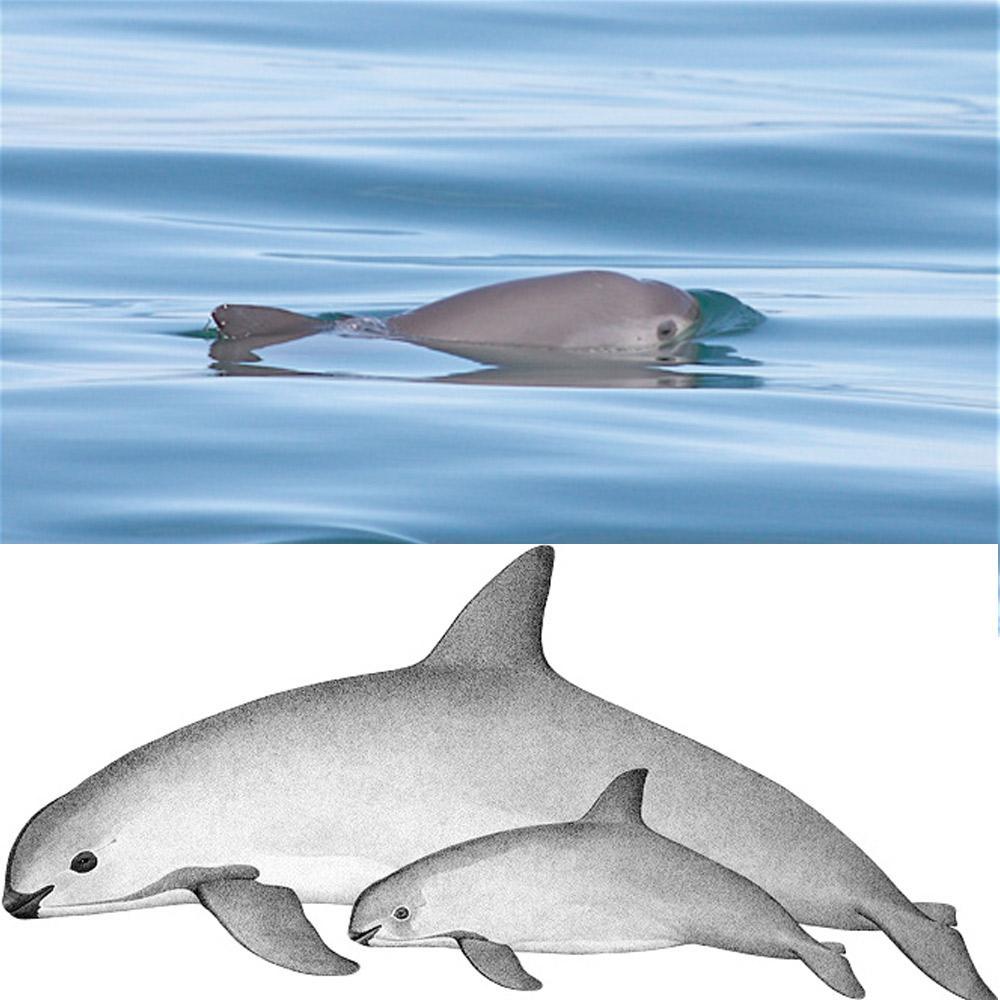 An endangered vaquita swims through ocean waters, symbolizing the urgent need to protect this rare species from extinction.