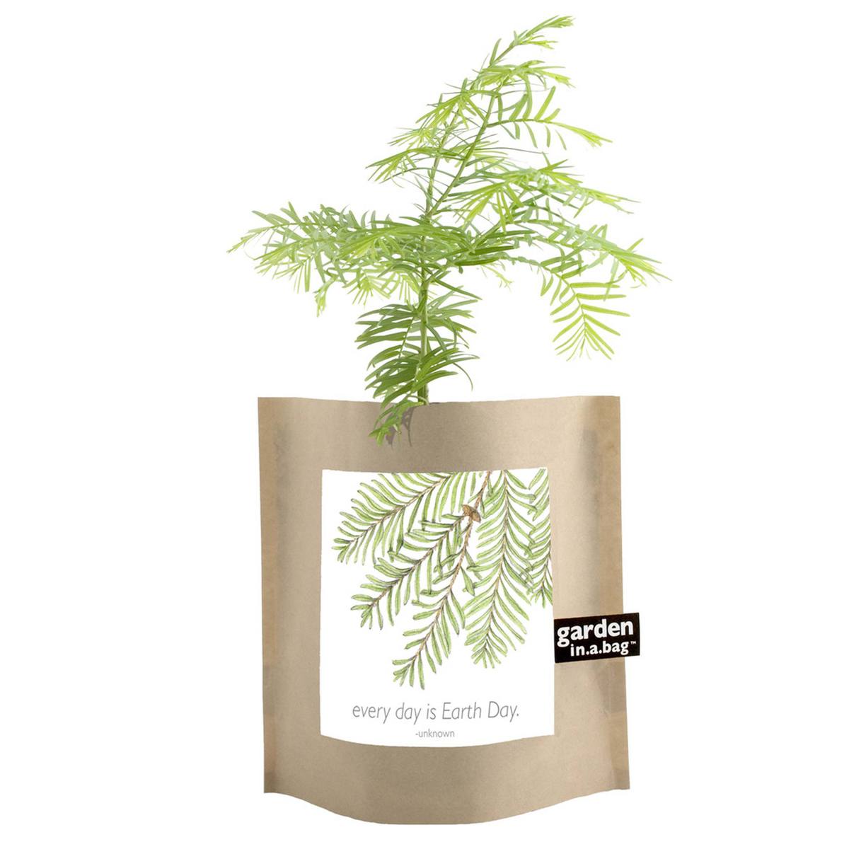 A small evergreen sapling grows in a brown paper "garden in a bag" pot. The pot features a white label with an illustration of an evergreen branch and the phrase "every day is Earth Day," making it a lovely tribute to nature.