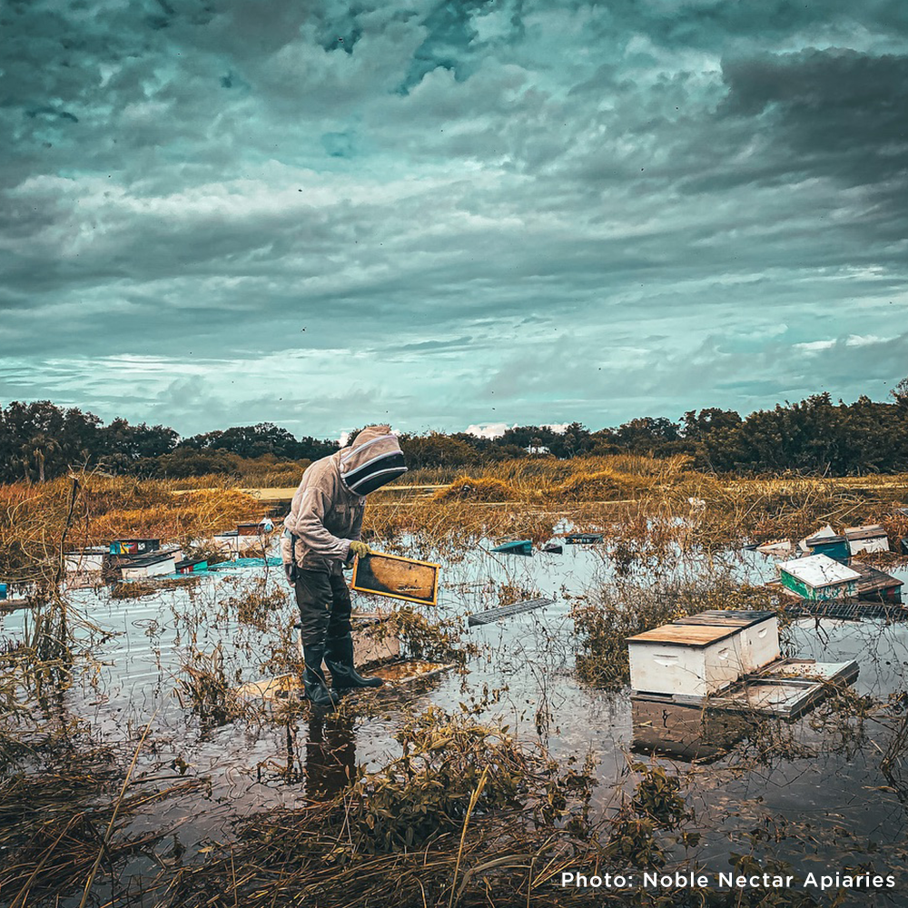 A beekeeper inspects hive frames in a flooded field surrounded by damaged beehives, illustrating disaster impact on apiaries. Photo by Noble Nectar Apiaries.