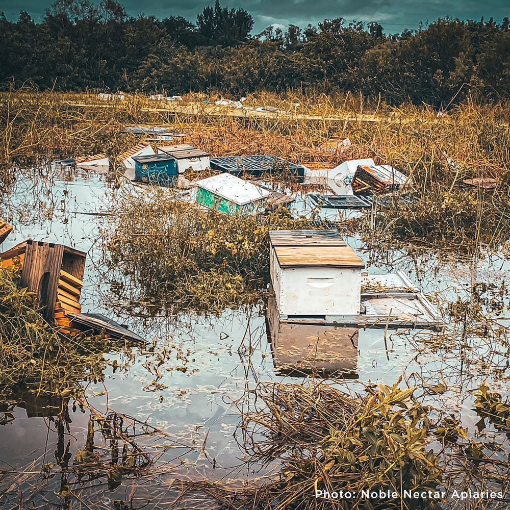 Beehives float and topple in a flooded field after a storm, showing the destructive impact of natural disasters. Photo by Noble Nectar Apiaries.